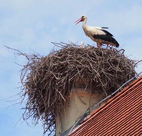 Nesting Stork - Sue Rosner