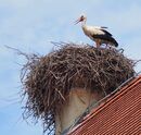 Nesting Stork - Sue Rosner