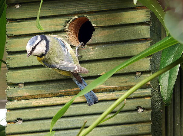 Nesting time - Sue Dyson
