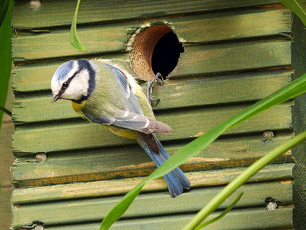 Nesting time - Sue Dyson