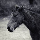 New Forest Pony - Kevin Wright