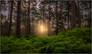 New Forest Sunrise - David Tyrrell
