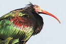 Northern Bald Ibis - Shylaja Muringoor