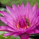 Nymphaea Panama Pacific - Michelle Parsons