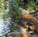 On Golden Pond - Lynn Saunders