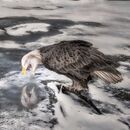On Thin Ice - George Mayne