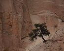 One Tree, New Mexico - Ray Benn