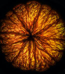 Orange - Anila Hussain