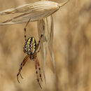 Orbweaver Spider- Jim Williams