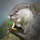 Otter at Lunch - Alan Simpson