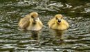 Out For A Swim - Sue Rosner