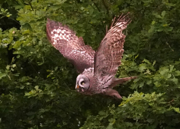 Owl in flight - Steve Freeder