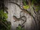 Pair of Newts - Jim Williams