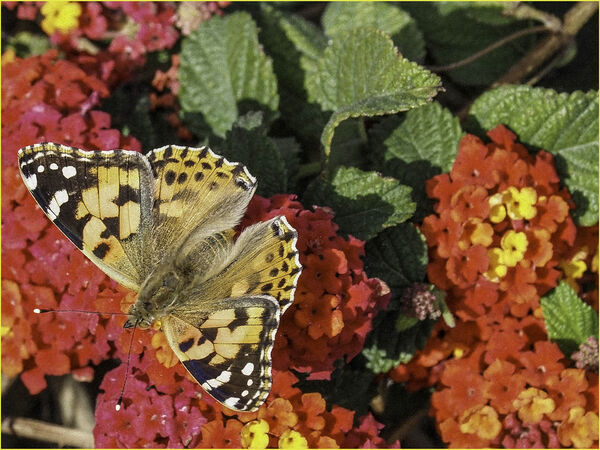 Papillon - david tachauer