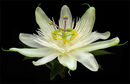 Passion Flower 'Snow Queen'-Bob Gibbons