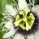 Passion Fruit Flower - Michelle Parsons