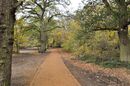 Path through the Trees - Peter Bills