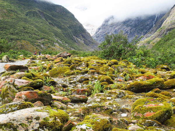 Pathway to the Glacier - Steve Freeder