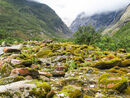 Pathway to the Glacier - Steve Freeder