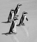 Penguin Patrol - Sue Rosner