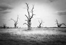 Petrified Oaks Mundon - Peter Bills