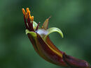 Phormium in Flower - Luciano Ocesca