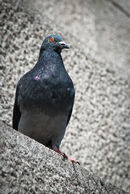 Pigeon - Ajay Prasannan