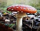 Poisonous Mushroom-Alan Swailes