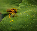 Pollen Coated - Sue Rosner