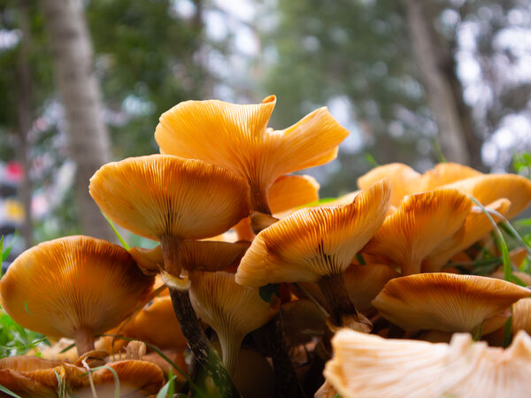 Portlands Lake Fungi - Michael Cassidy