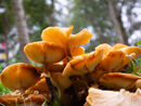 Portlands Lake Fungi - Michael Cassidy