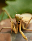 Praying Mantis saying hello-Luciano
