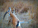 Prey & Predator Posing - Jiti Chadha