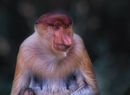 Proboscis Monkey, Borneo - Hank Bishop