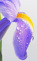 Purple Iris - Shylaja Muringoor