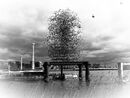 Quantum Cloud - Sue Rosner