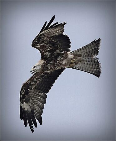 Raptor - Roy Parsons