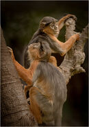 Red Colobus Monkeys - David Tyrrell