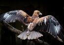 Red Goshawk - Roy Parsons
