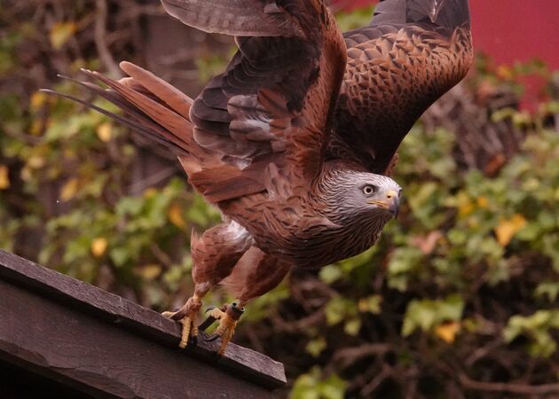 Red Kite - Steve Freeder