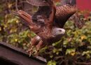 Red Kite - Steve Freeder