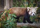Red Panda - Peter Bills