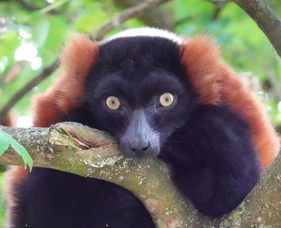 Red Ruffed Lemur - Sue Rosner