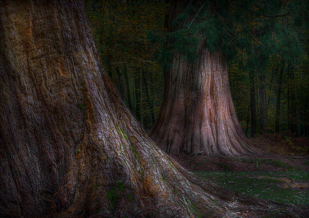 Redwoods - D Tyrrell