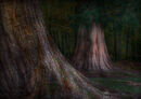 Redwoods - D Tyrrell