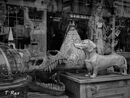 Reflection T Rex - Alan Swailes