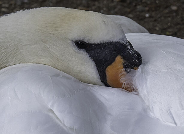 Relaxing Swan - Jim Williams