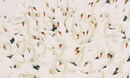 Rhapsody In White - Teo Totev