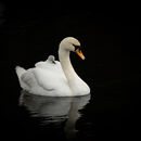 Ride A White Swan - Sue Rosner