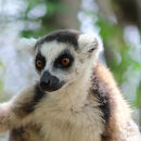 Ringtail Lemur Portrait - Linda Topping